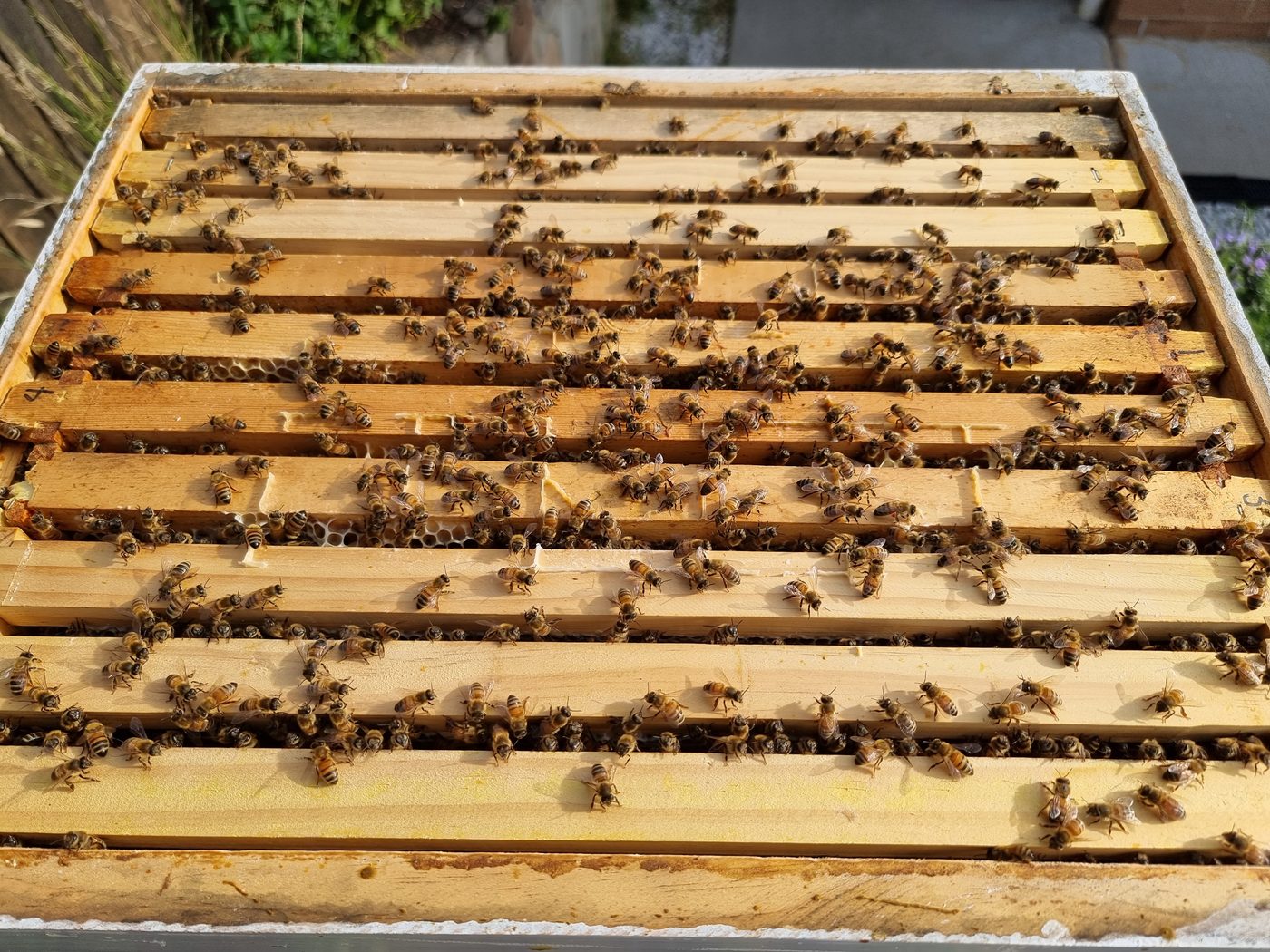 An open ten-frame Langstroth hive with hanging frames and honeybees.